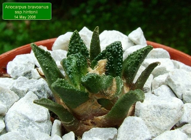 Ariocarpus_ bravoanus _ssp.hintonii _01